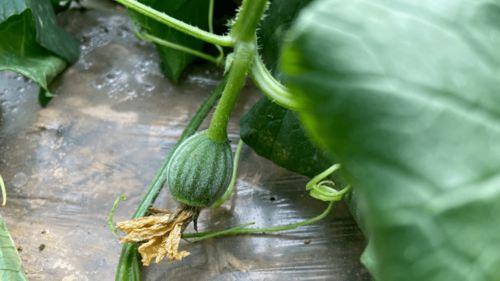 简单自然吃瓜视频  第2张