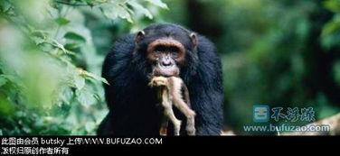 猩猩吃角瓜的视频播放,揭秘猩猩对角瓜的喜爱之谜