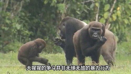 猩猩吃角瓜的视频播放,揭秘猩猩对角瓜的喜爱之谜  第2张