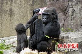 猩猩吃角瓜的视频播放,揭秘猩猩对角瓜的喜爱之谜  第3张