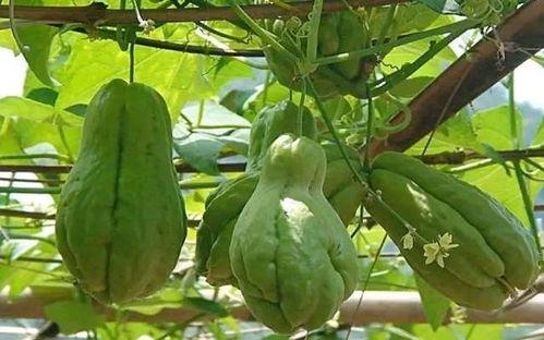 女人吃佛手瓜的好处和坏处视频,女性健康饮食新选择  第2张