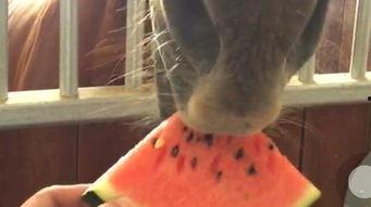 吃瓜真人实拍图片视频,吃瓜群众围观大事件，现场画面曝光！  第3张