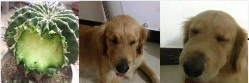 吃瓜狗主人回应视频