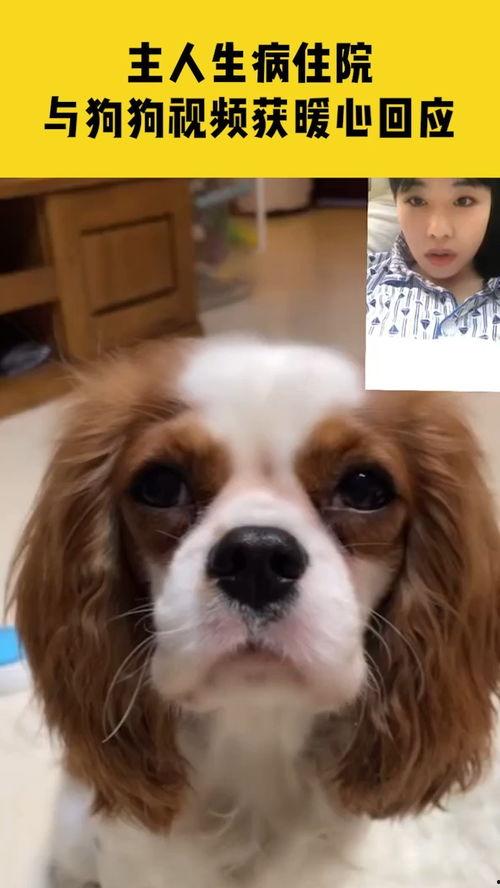 吃瓜狗主人回应视频  第2张