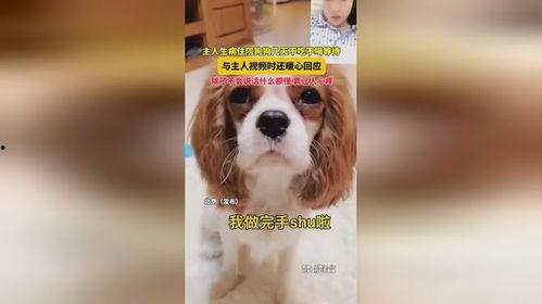 吃瓜狗主人回应视频  第3张