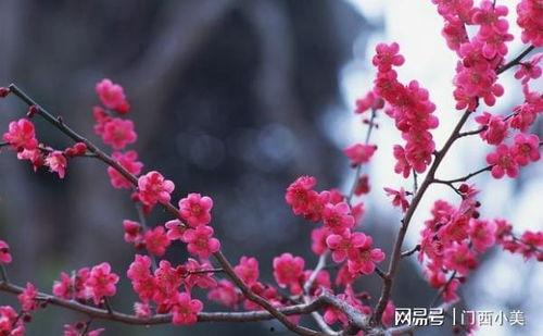 梅花七吃瓜视频云盘,揭秘视频云盘背后的精彩故事  第3张