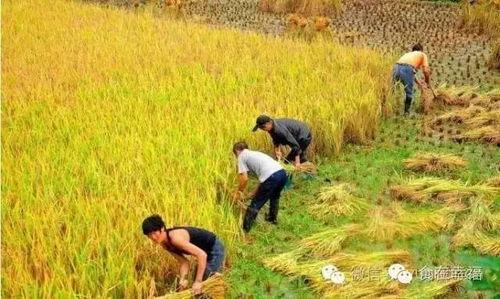 稻田吃瓜小女孩视频播放  第2张