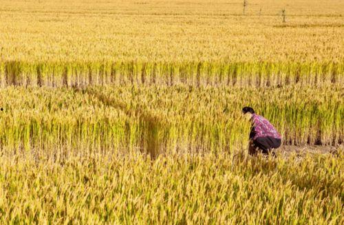 稻田吃瓜小女孩视频播放  第3张