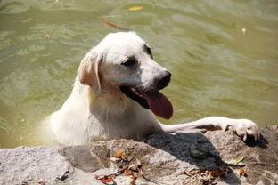 狗狗吃哈密瓜的视频  第2张