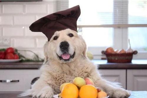 狗狗吃哈密瓜的视频  第3张