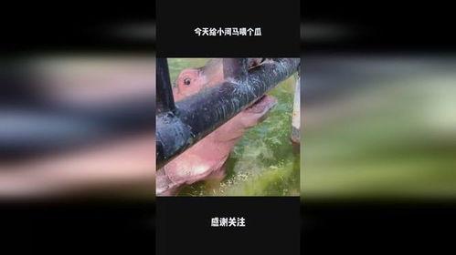 吃瓜小河马最新视频,趣味生活瞬间，笑点满满！  第2张