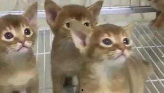 吃瓜的狗猫的视频,狗狗猫咪的欢乐时光