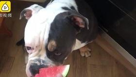 吃瓜的狗猫的视频,狗狗猫咪的欢乐时光  第2张