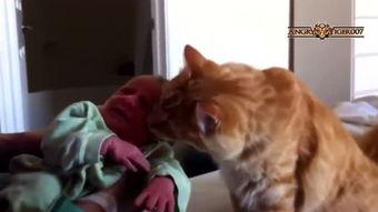 吃瓜的狗猫的视频,狗狗猫咪的欢乐时光  第3张