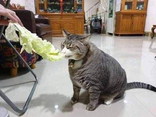 相扑猫吃瓜视频下载安装,萌宠娱乐新体验