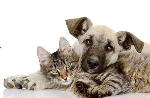 相扑猫吃瓜视频下载安装,萌宠娱乐新体验  第2张