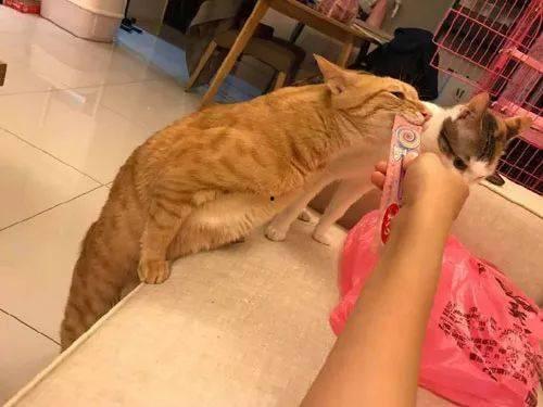 相扑猫吃瓜视频下载安装,萌宠娱乐新体验  第3张