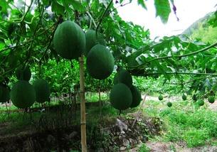 吊瓜能带皮吃吗视频教程,皮薄肉厚营养满——吊瓜食用全攻略