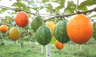 吊瓜能带皮吃吗视频教程,皮薄肉厚营养满——吊瓜食用全攻略  第2张