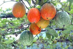 吊瓜能带皮吃吗视频教程,皮薄肉厚营养满——吊瓜食用全攻略  第3张