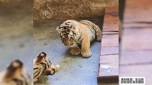 各主播吃瓜小老虎图片视频,主播们的美食狂欢瞬间