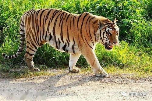 各主播吃瓜小老虎图片视频,主播们的美食狂欢瞬间  第3张