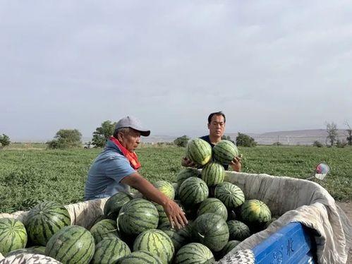 贵妃天天吃瓜视频,揭秘宫廷中的瓜果盛宴  第2张