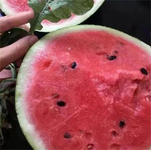 麒麟瓜吃胖了会胖吗视频  第2张