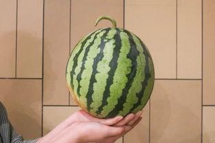 麒麟瓜吃胖了会胖吗视频  第3张