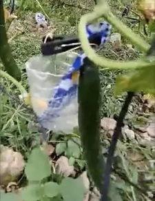 南昌莲塘吃瓜事件视频,一场引发热议的街头冲突瞬间  第3张