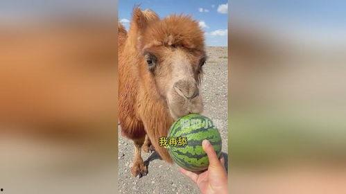 吃瓜网友小骆驼视频下载,揭秘热门话题背后的真相  第2张