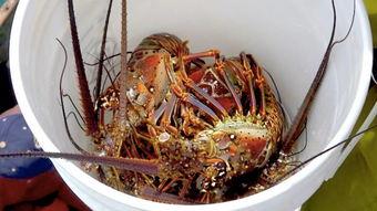 刘大瓜吃龙虾视频,一场味蕾与视觉的双重盛宴  第2张