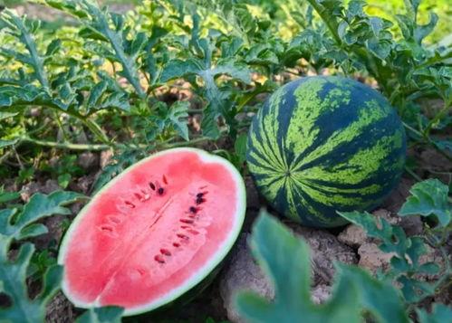 河南搞笑网红吃瓜视频,笑料百出，带你领略网络幽默魅力  第3张