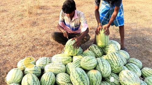 凉山吃瓜爆料视频播放大全,热门播放全集一览  第3张