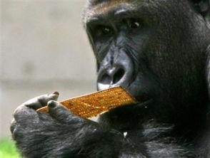 主播吃瓜猩猩是谁啊视频,网络红人的崛起之路  第2张