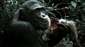 主播吃瓜猩猩是谁啊视频,网络红人的崛起之路  第3张