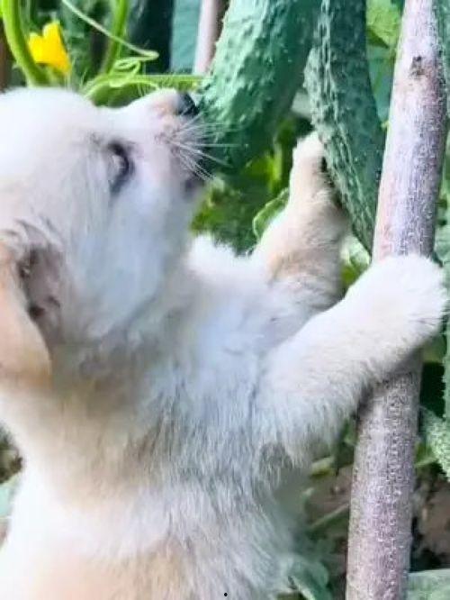 狗吃瓜被冤枉的视频,真相揭晓引网友热议  第3张