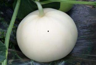 梨瓜适合减肥吃吗视频,轻松享瘦的秘密武器  第3张