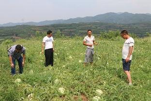 女游客进景区吃瓜视频,瓜田里的文明冲突  第2张