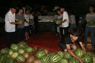 女游客进景区吃瓜视频,瓜田里的文明冲突  第3张