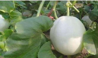 立秋吃白兰瓜好吗视频,白兰瓜助力养生，视频揭秘美味与健康  第3张