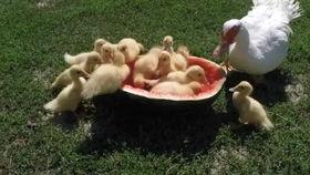 吃瓜鸭视频全集,揭秘娱乐圈幕后真相  第2张