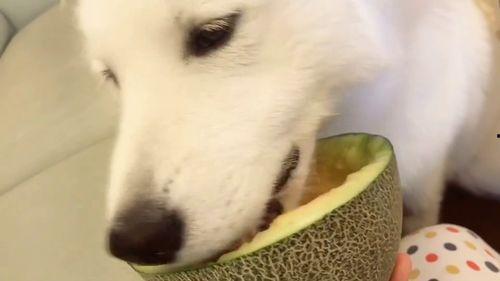 吃瓜群众宠物视频大全  第2张