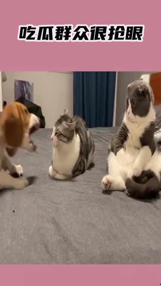 吃瓜群众宠物视频大全  第3张