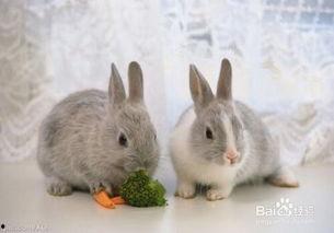 吃瓜小兔特效视频,趣味横生的视觉盛宴