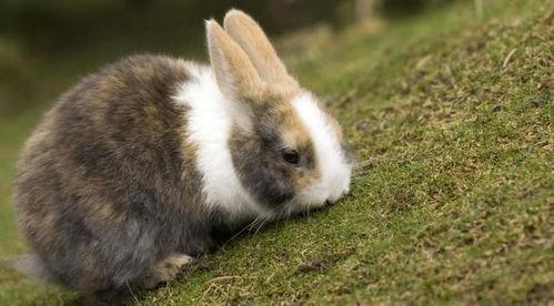 吃瓜小兔特效视频,趣味横生的视觉盛宴  第2张