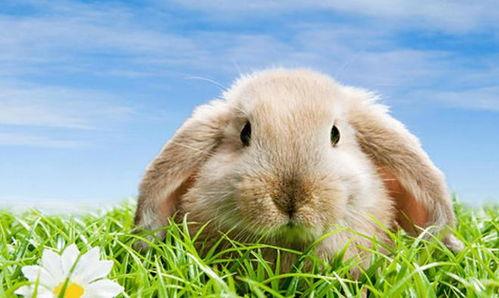 吃瓜小兔特效视频,趣味横生的视觉盛宴  第3张