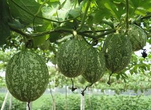 实心吊瓜可以吃吗视频大全,揭秘视频大全中的美味奥秘  第2张