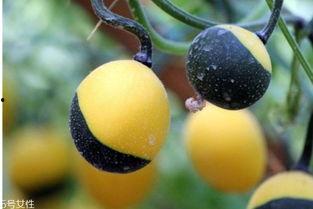 吊瓜是咋吃的啊视频教程,视频教程教你轻松上手  第2张