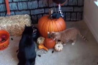 吃瓜的搞笑视频大猩猩,吃瓜视频里的欢乐“瓜农”  第2张